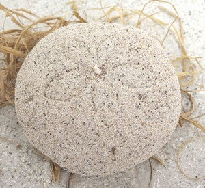 Shell Shaped Candle - Sand Dollar - Sand Covered